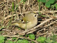 Foto: Goudhaan [Regulus regulus] Maasvlakte Rotterdam       